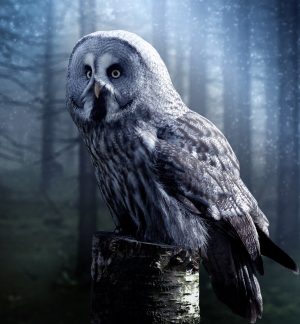 owl-1727370_1280